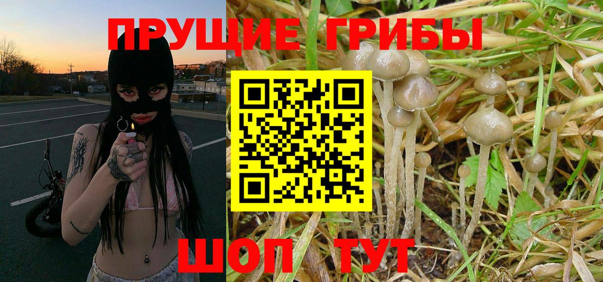 Галлюциногенные грибы MAGIC MUSHROOMS  Вход с VPN  Звенигород 